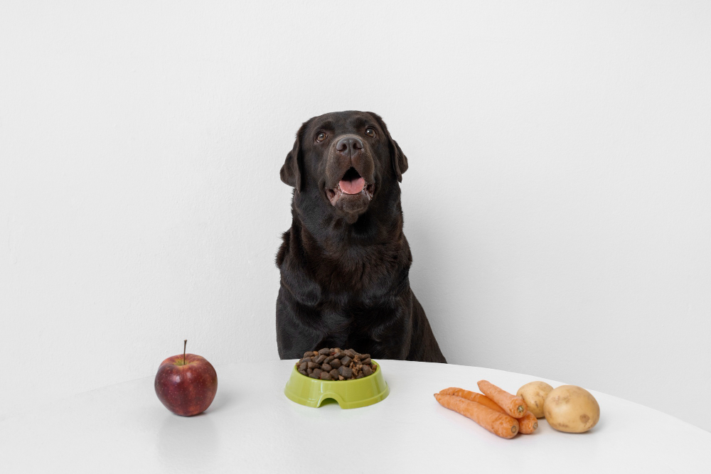 Comidas de humanos que podem ser compartilhadas com seu cachorro sem prejudicar a saúde dele