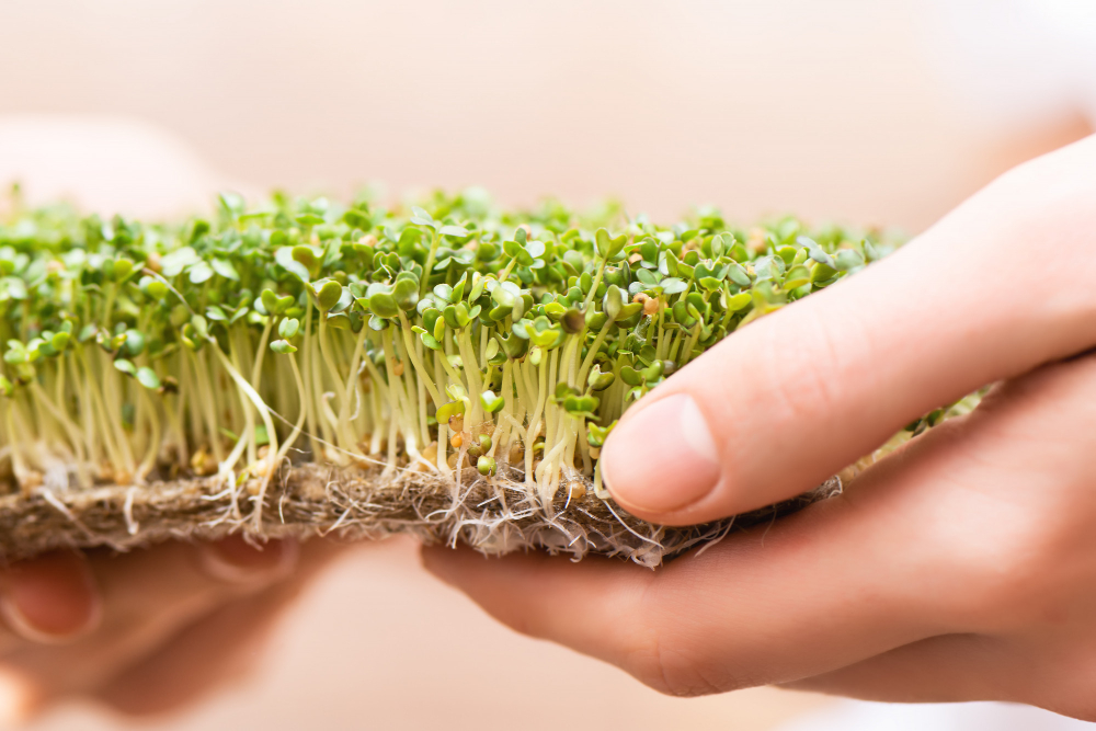 Microgreens: Pequenas Folhas, Grandes Nutrientes