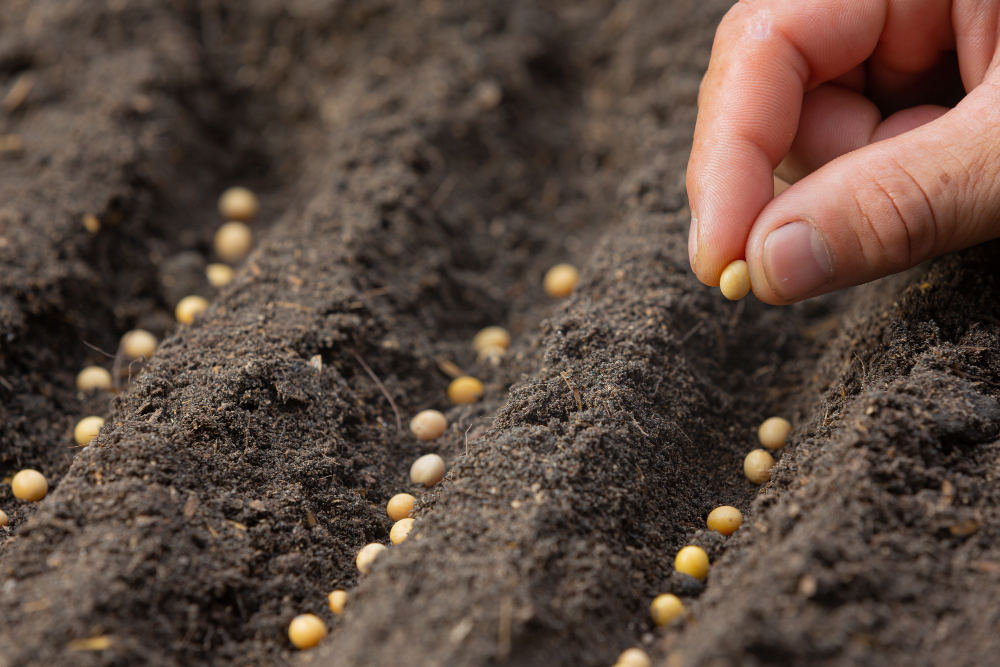 Alimentos Mutantes: Variedades Geneticamente Modificadas